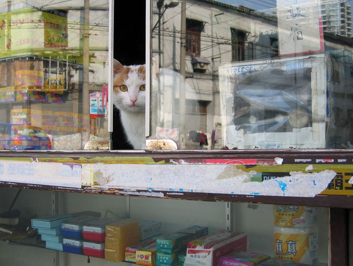 みせばんねこ みせばんねこ