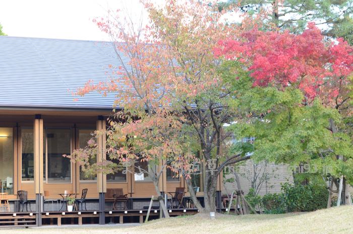 色づきはじめた紅葉がきれいです 色づきはじめた紅葉がきれいです
