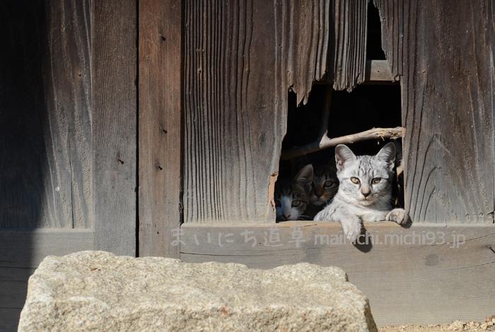 空き家に住み着いてる子猫ちゃんたち 空き家に住み着いてる子猫ちゃんたち